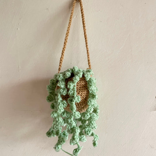 String of Pearl Hanging